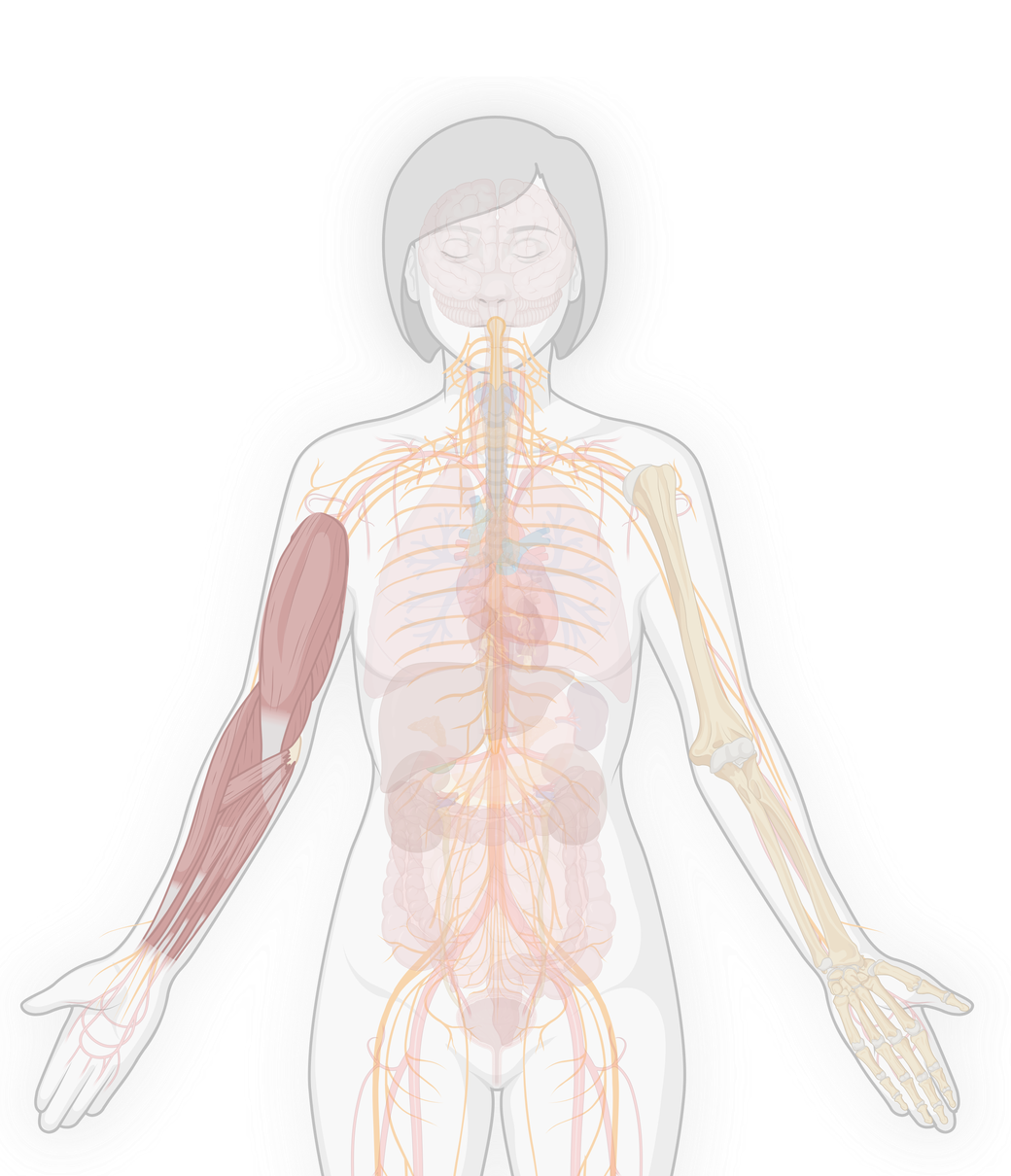 An anatomical illustration showing the major organ systems
